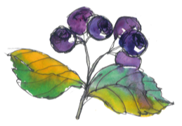 Aronia Beeren Illustration