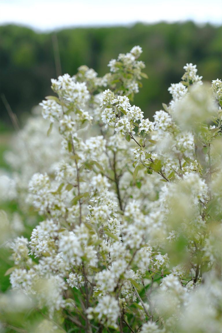 Die Blüten einer Aronia Beere oder Juni Beere (Saskatoon)