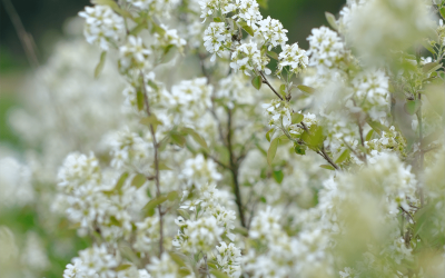 Die Blüten einer Aronia Beere oder Juni Beere (Saskatoon)